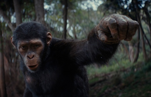 Image du film Kingdom of the Planet of the Apes