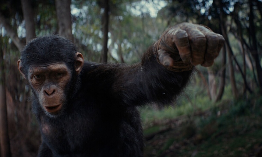 Box-office québécois : Le règne de la planète des singes