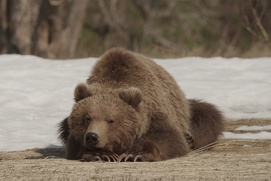 Une scène du film Terre des ours