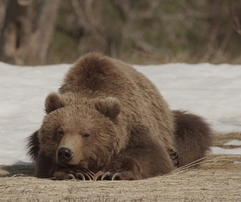 Une scène du film Terre des ours