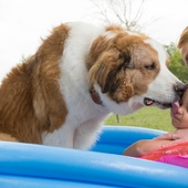 Une scène du film <em>A Dog's Journey</em>