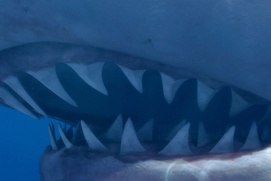 Scène du film Sea Monsters 3D