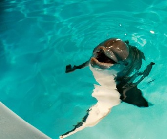 Une scène du film Dolphin Tale
