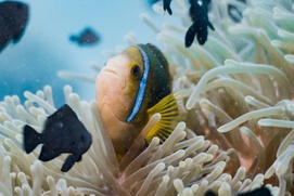 Une scène du film L'océan vu du coeur Une scène du film L'océan vu du coeur