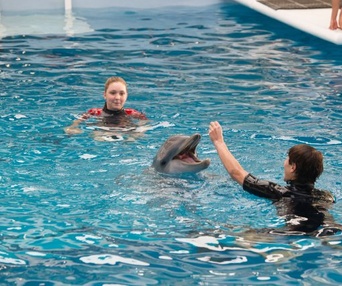 Une scène du film Dolphin Tale 2