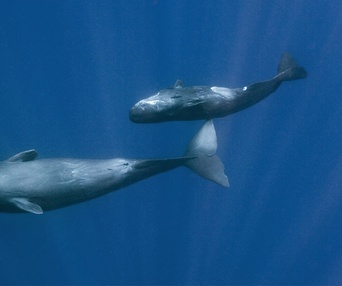 Une scène du film Oceans