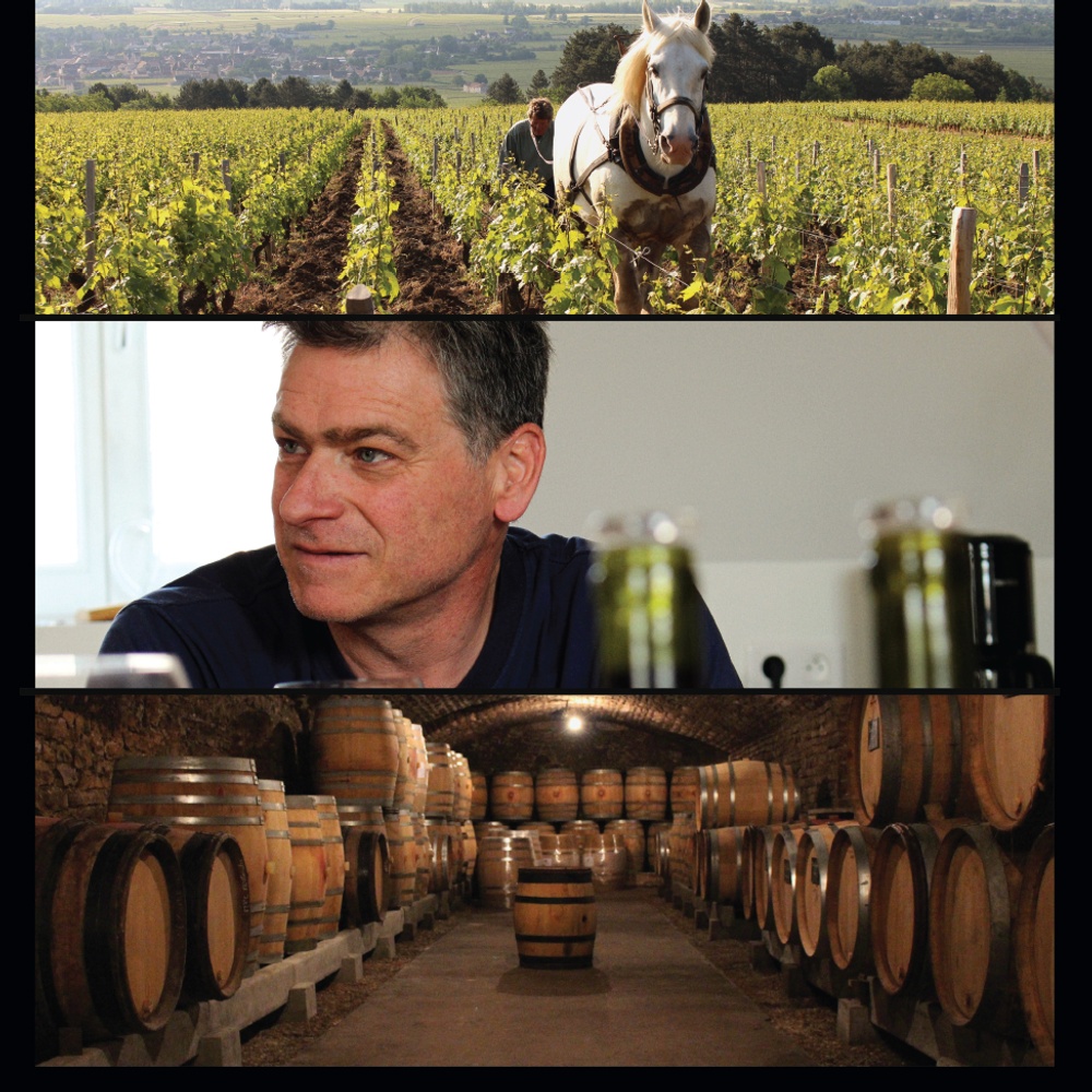 Affiche du film Grand cru