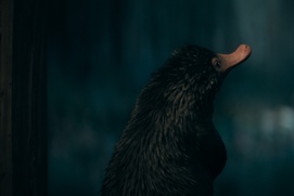 Une scène du film Fantastic Beasts: The Secrets of Dumbledore Une scène du film Fantastic Beasts: The Secrets of Dumbledore