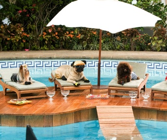 Scène du film Beverly Hills Chihuahua