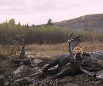 Image du film Festin boréal