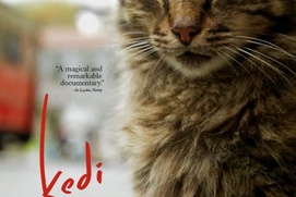 Affiche du film Kedi Affiche du film Kedi