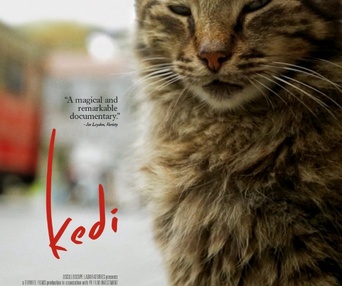 Affiche du film Kedi