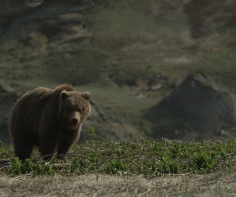 Une scène du film Terre des ours