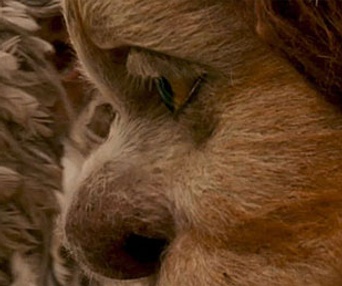 Scène du film Where The Wild Things are