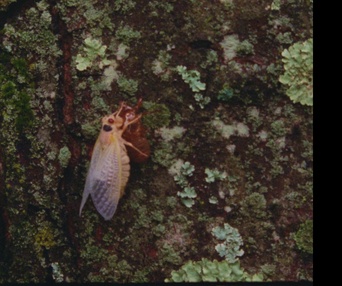 Image du film Chants de l'Est