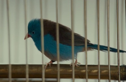 Bande-annonce en français