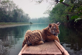 Une scène du film Le tigre et l'enfant Une scène du film Le tigre et l'enfant