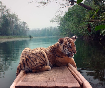 Une scène du film Le tigre et l'enfant