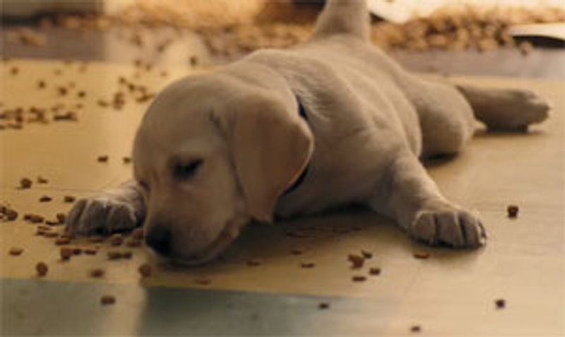 Le chien Marley dans le film Marley and Me