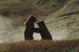 Une scène du film Terre des ours