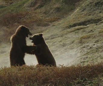 Une scène du film Terre des ours