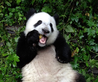 Une scène du film Pandas 3D