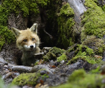 Scène du film Le renard et l'enfant