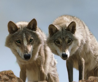 Une scène du film Wolf Totem