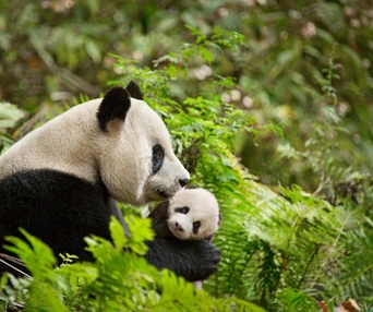 Une scène du film Born in China