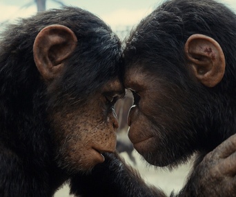 Image du film Kingdom of the Planet of the Apes