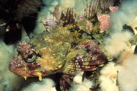 Scène du film Sous les mers du monde