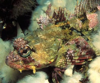 Scène du film Sous les mers du monde