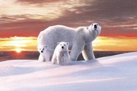 Affiche du film La planète blanche