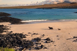 Image du film Sea Lions of the Galápagos Image du film Sea Lions of the Galápagos