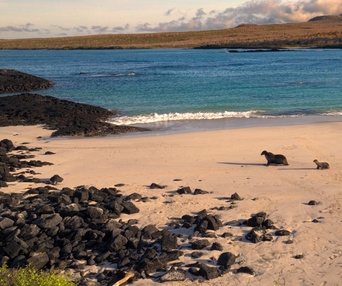 Image du film Sea Lions of the Galápagos