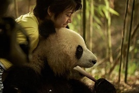 Image du film Moon le panda