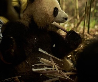 Image du film Moon le panda