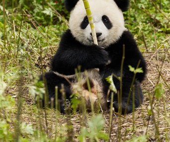 Images du film Moon the Panda