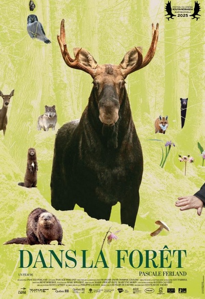 Dans la forêt