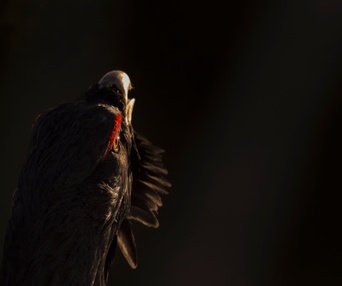 Image du film Le chant des forêts